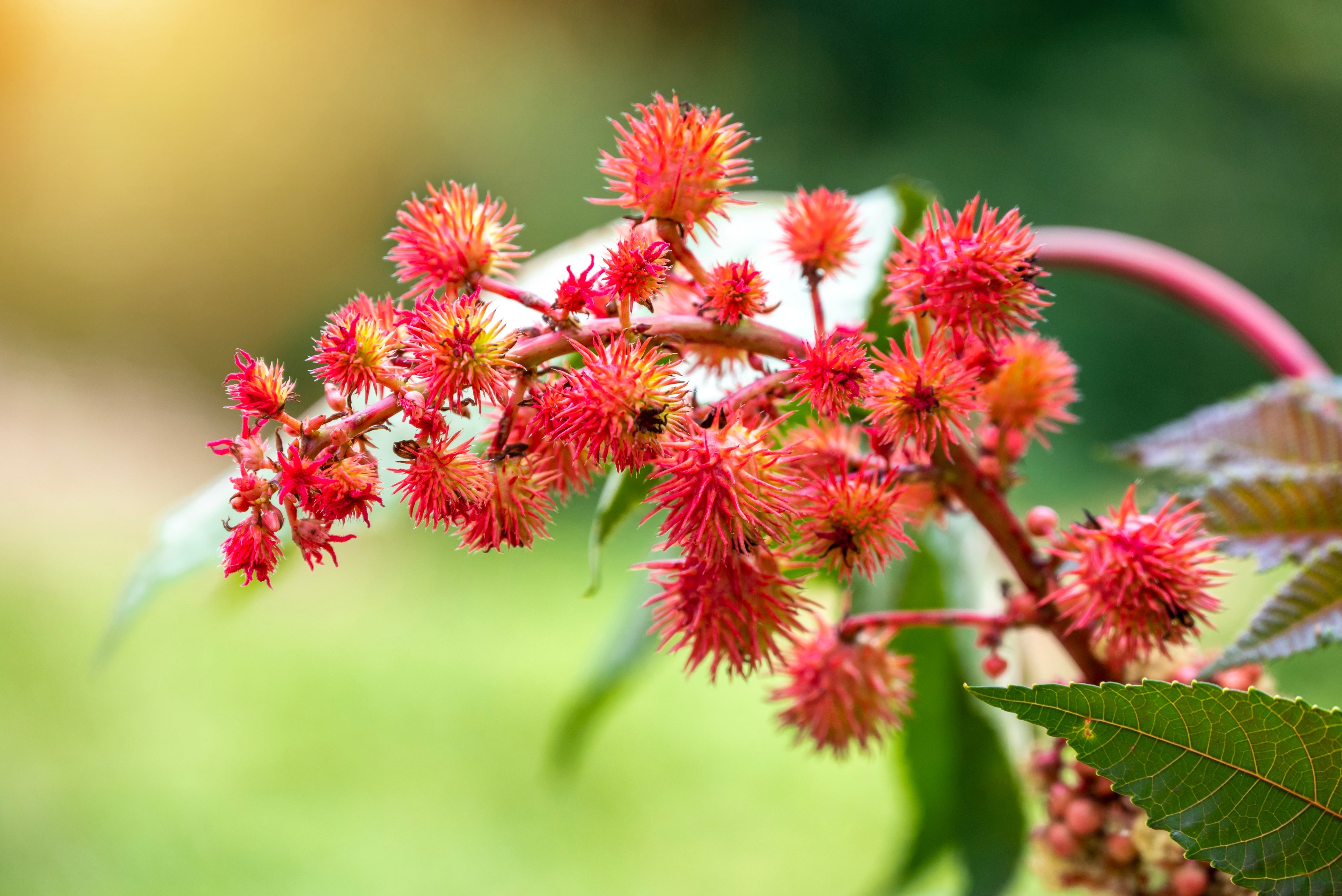 The Ultimate Guide to Castor Oil: Benefits, Uses & DIY Blends