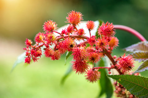 Boost Your Wellness Rituals: Benefits of Combining Magnesium Bath Salts and Castor Oil