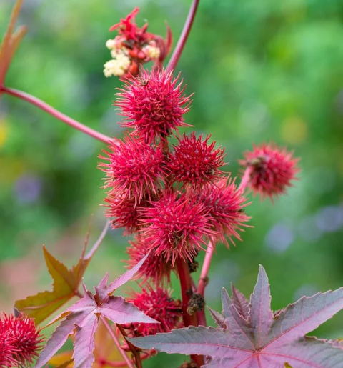 From Seed to Skin: The Journey of Indian Castor Oil