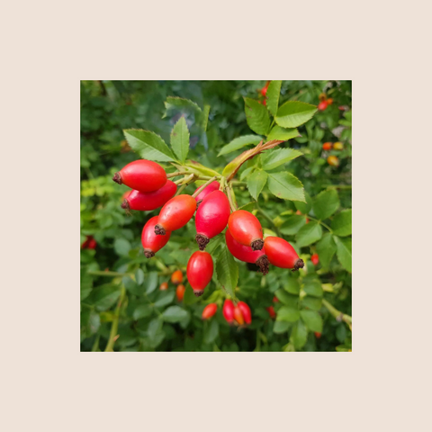 Rosehip Infused Oil 200mL